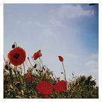 Fluisteraars: Bloem [LP] [VINYL] Product Image