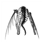Lotic: Heterocetera [LP] - VINYL Product Image