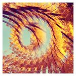 A Hawk and a Hacksaw: Forest Bathing [LP] - VINYL Product Image