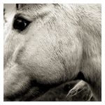 Bonny Light Horseman: Bonny Light Horseman [LP] - VINYL