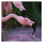 Without Waves: Comedian [LP] - VINYL Product Image