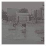 Nivhek: After Its Own Death/Walking in a Spiral Towards the House [LP] - VINYL Product Image