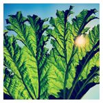 Pfarmers: Gunnera [LP] - VINYL Product Image