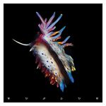 Sub Focus: Evolve [Lenticular Cover Edition] [Clear Vinyl] [LP] - VINYL Product Image