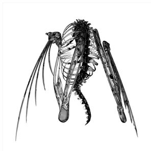 Lotic: Heterocetera [LP] - VINYL Product Image
