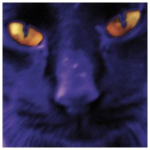 David Kilgour: Bobbie's a Girl [LP] - VINYL Product Image