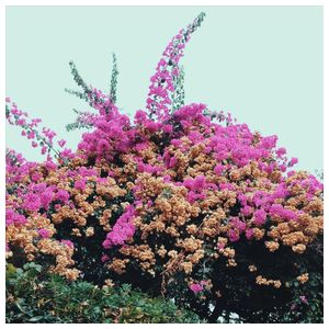 Jay Som: Turn Into [LP] - VINYL Product Image