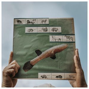 Cotton Jones: The River Strumming [LP] - VINYL Product Image