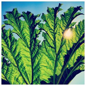 Pfarmers: Gunnera [LP] - VINYL Product Image