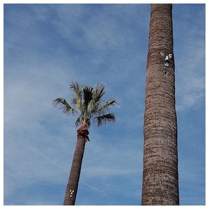 So Stressed: Please Let Me Know [LP] - VINYL Product Image
