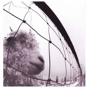 Pearl Jam: Vs. [Remastered] [LP] - VINYL Product Image